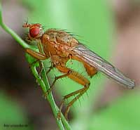 Sarcophoga stercoraria
