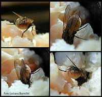 Mosca delle case che mangia dei pezzetti di pane