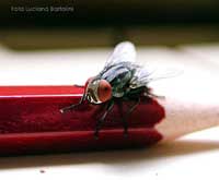 Sarcophaga carnaria