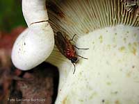 Mosca sotto un fungo