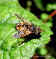 Echinomya fera - Tachina fera