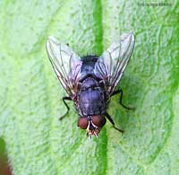 Moscone - Calliphoridae sp.