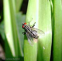  Mosca Sarcophaga Carnaria