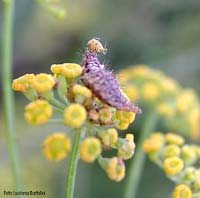 larva di crisopide che mangia un afide