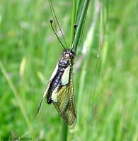 Libelloides coccajus femmina