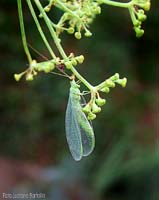 Chrysopa adulta