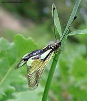 femmina di Libelloides coccajus