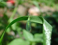 Chrysopa formosa adulta