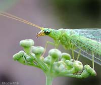 Una verde Chrysopa adulta