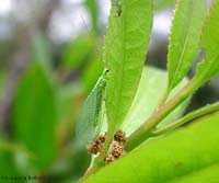 Chrysopa adulta