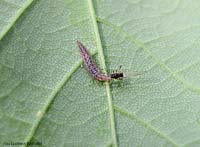 larva di crisopide che mangia un afide