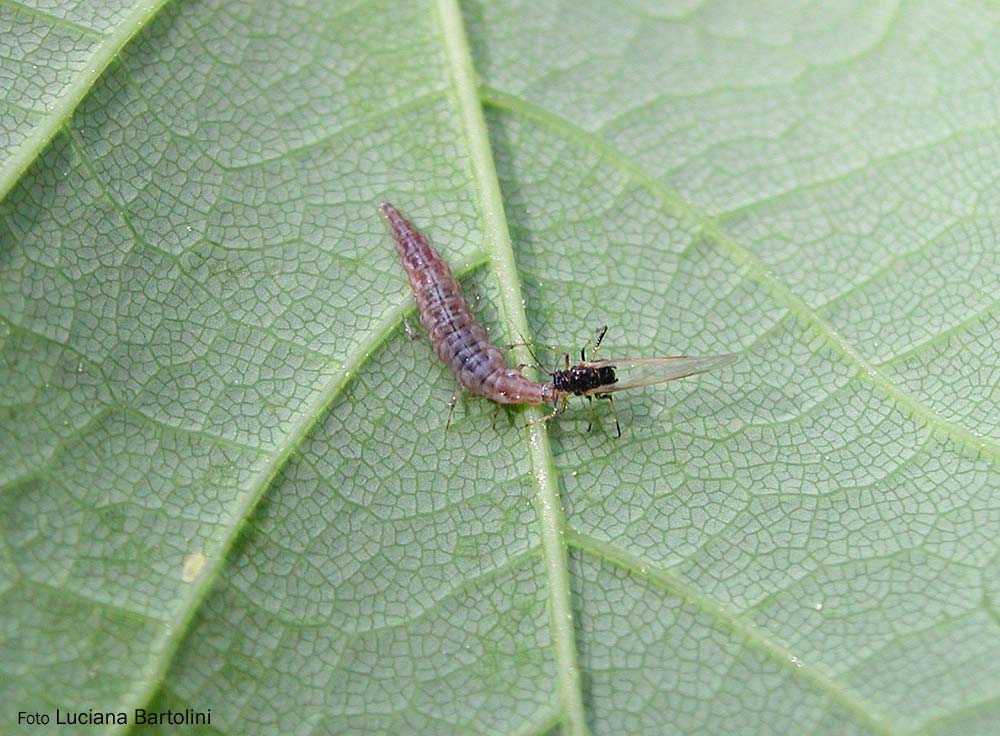 crisopa-larva.jpg