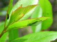 Chrysopa adulta