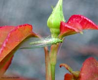 Chrysopa adulta