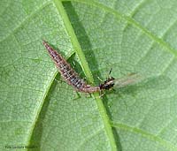 larva di crisopide che mangia un afide alato