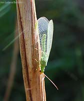 Chrysopa adulta