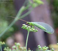 Chrysopa formosa