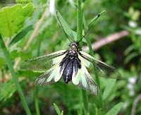 Libelloides coccajus femmina