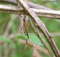 Zanzaroni famiglia Limoniidae in accoppiamento