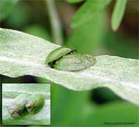 due Cassida viridis osè