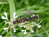 Tenthredinidae sp. in accoppiamento