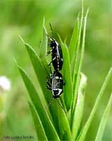 Eurydema oleracea