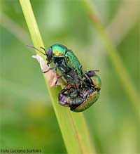 coleottero verde brillante il Cryptocephalus sp.