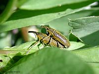 curculionidi Lixus in accoppiamento