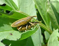 curculionidi lixus in amore