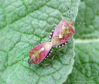 Dolycoris Baccarum