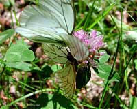 farfalle Aporia crataegi che svolazzano raso terra