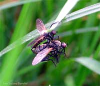 Empididae sp. Mosche equilibriste