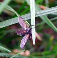 Mosche equilibriste Empididae sp. Mosche equilibriste Empididae sp.
