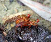 coppia di Scathophaga suilla in accoppiamento coppia di Scathophaga suilla in accoppiamento