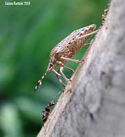 Rhaphigaster nebulosa Rhaphigaster nebulosa