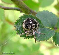 Agalenatea redii