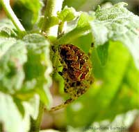 Araneus diadematus