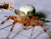 Ragno Araneus marmoreus