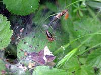 Agelenide sulla ragnatela con un insetto impacchettato