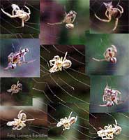 sequenza di caccia di un piccolissimo ragno