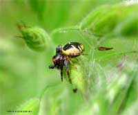 Synaema globosum con piccole prede