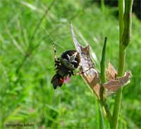 Agalenatea redii