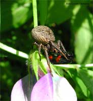 Ragno del genere Xysticus con Cercopis vulnerata