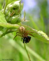 Ragno del genere Xysticus con Cercopis vulnerata