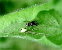 Ragno Enoplognatha ovata