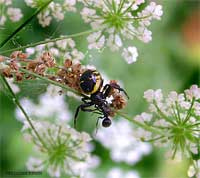 Synaema globosum con formica