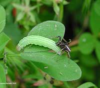 tomiside che lotta con un bruco verde tomiside che lotta con un bruco