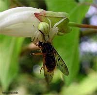 Misumena vatia che ha catturato un'ape