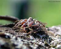 Oxyopes lineatus che si tiene stretto una formica