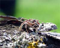 Oxyopes lineatus che ha catturato una formica